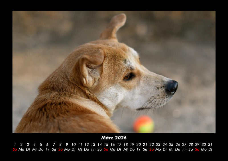 Hunde Fotokalender 2026 - 3