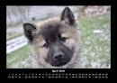 Hunde Fotokalender 2026 - 4