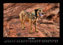 Hunde Fotokalender 2026 - 6