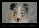 Hunde Fotokalender 2026 - 7