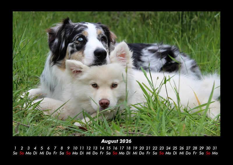 Hunde Fotokalender 2026 - 8