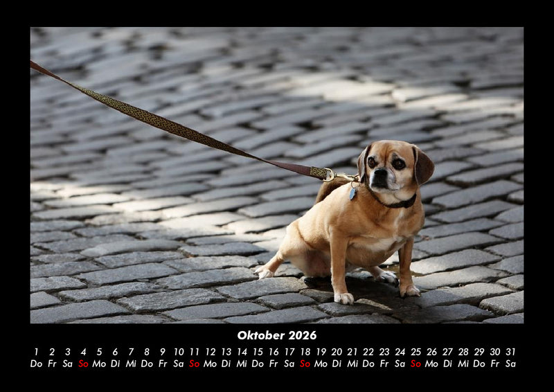 Welt der Tiere Fotokalender 2026 - 10