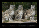 Welt der Tiere Fotokalender 2026 - 5