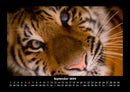 Tiger Fotokalender 2026 - 9