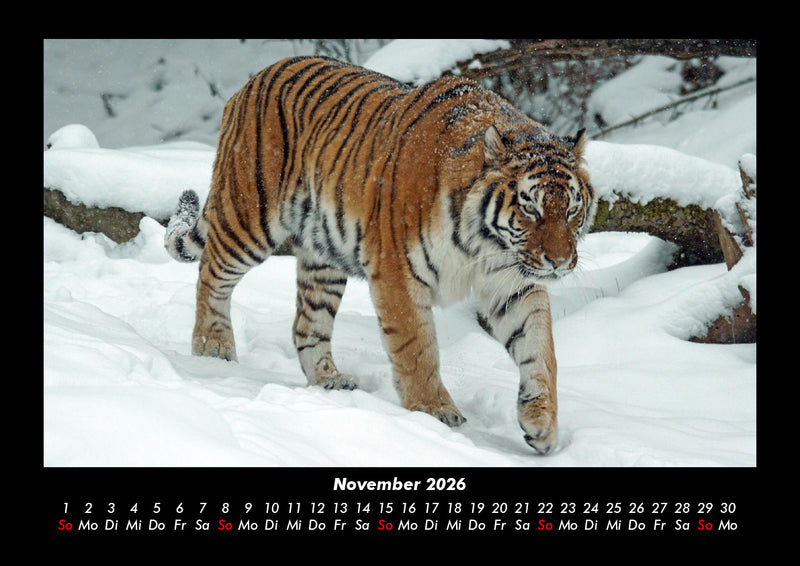 Tiger Fotokalender 2026 - 11