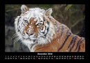 Tiger Fotokalender 2026 - 12