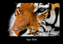 Tiger Fotokalender 2026 - Hauptbild
