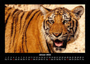 Tiger Fotokalender 2026 - 1