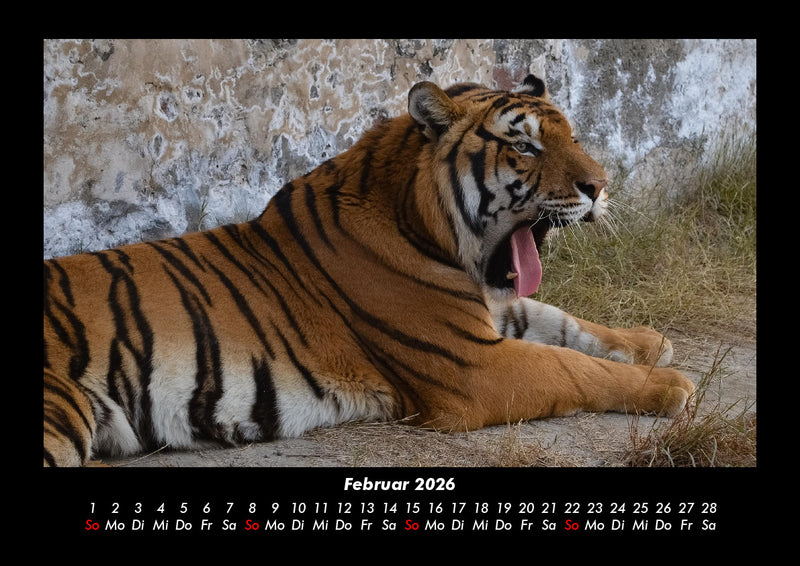 Tiger Fotokalender 2026 - 2