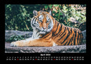 Tiger Fotokalender 2026 - 4