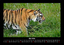 Tiger Fotokalender 2026 - 5