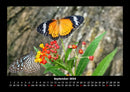 Bunte Pracht der Schmetterlinge Fotokalender 2026 - 9