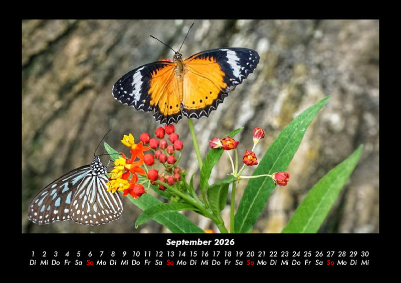 Bunte Pracht der Schmetterlinge Fotokalender 2026 - 9