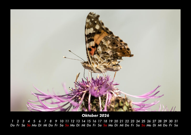 Bunte Pracht der Schmetterlinge Fotokalender 2026 - 10
