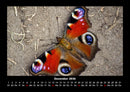 Bunte Pracht der Schmetterlinge Fotokalender 2026 - 12