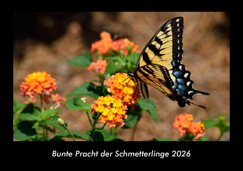 Bunte Pracht der Schmetterlinge Fotokalender 2026 - Hauptbild