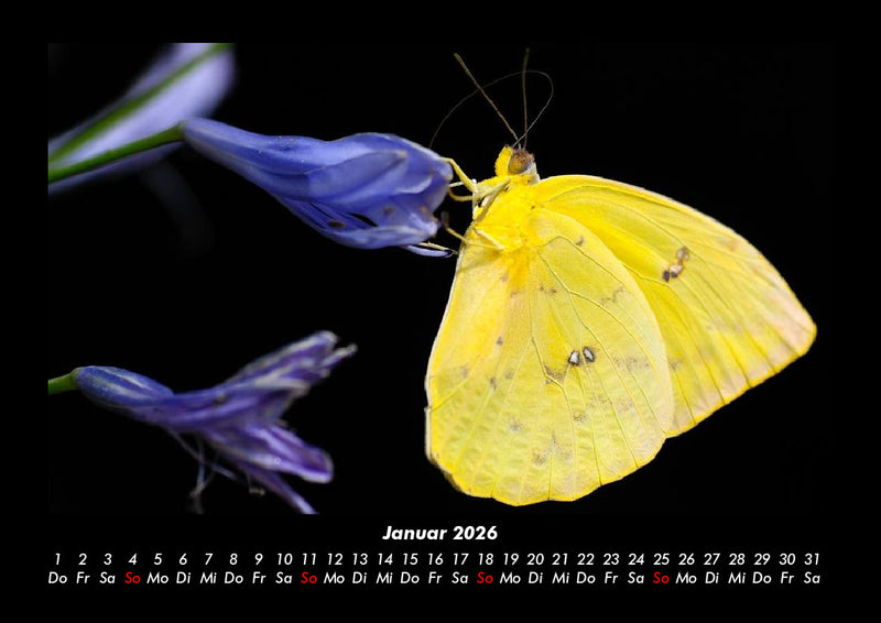 Bunte Pracht der Schmetterlinge Fotokalender 2026 - 1