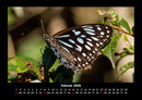 Bunte Pracht der Schmetterlinge Fotokalender 2026 - 2
