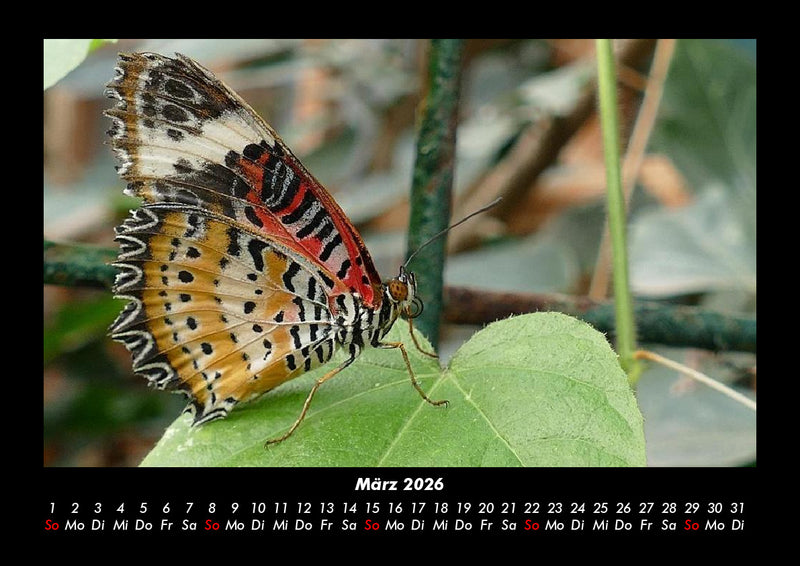 Bunte Pracht der Schmetterlinge Fotokalender 2026 - 3