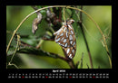 Bunte Pracht der Schmetterlinge Fotokalender 2026 - 4
