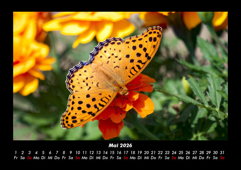 Bunte Pracht der Schmetterlinge Fotokalender 2026 - 5