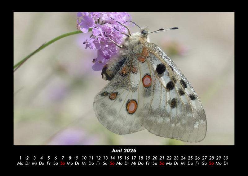 Bunte Pracht der Schmetterlinge Fotokalender 2026 - 6