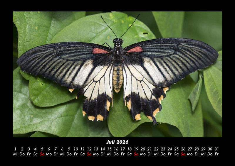 Bunte Pracht der Schmetterlinge Fotokalender 2026 - 7
