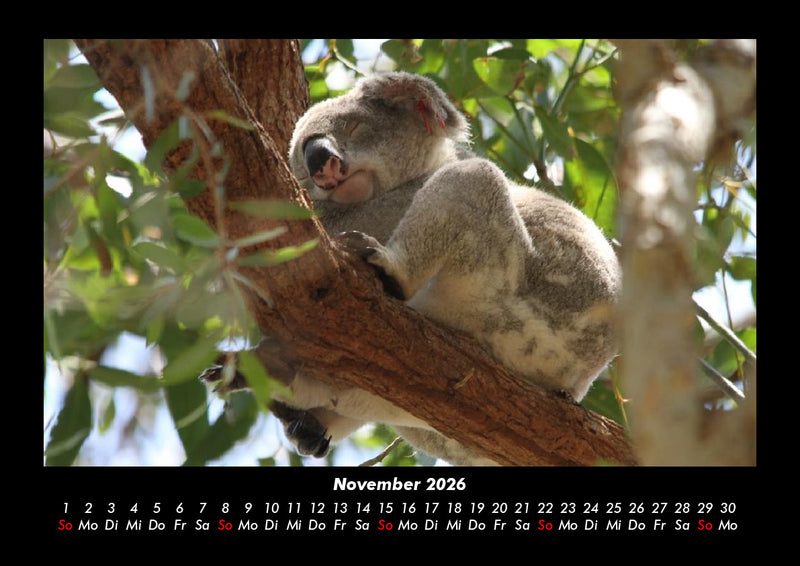 Koala Fotokalender 2026 - 11