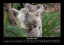 Koala Fotokalender 2026 - 12