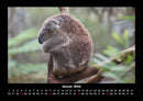 Koala Fotokalender 2026 - 1