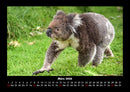 Koala Fotokalender 2026 - 3