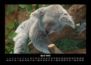 Koala Fotokalender 2026 - 4