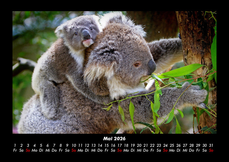 Koala Fotokalender 2026 - 5