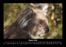 Koala Fotokalender 2026 - 8