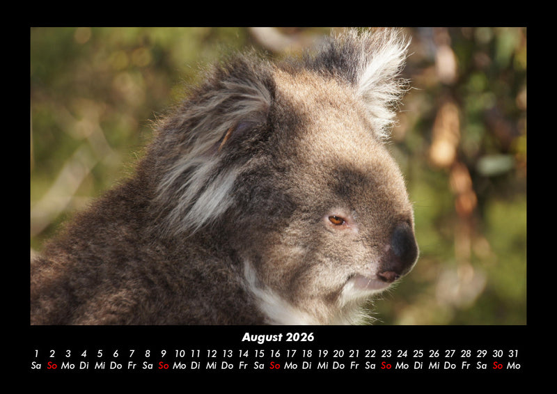 Koala Fotokalender 2026 - 8
