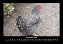 Tiere auf dem Bauernhof Fotokalender 2026 - 11