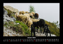 Tiere auf dem Bauernhof Fotokalender 2026 - 1