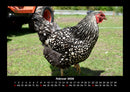 Tiere auf dem Bauernhof Fotokalender 2026 - 2