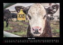 Tiere auf dem Bauernhof Fotokalender 2026 - 3