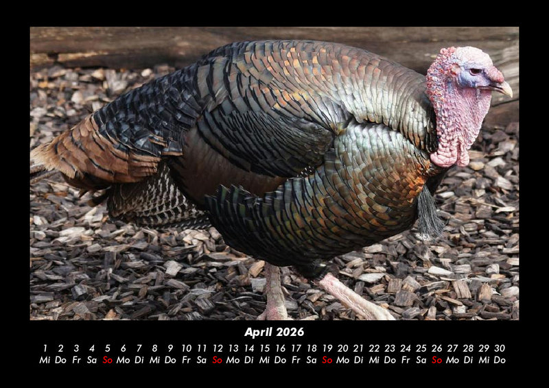Tiere auf dem Bauernhof Fotokalender 2026 - 4