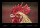 Tiere auf dem Bauernhof Fotokalender 2026 - 6