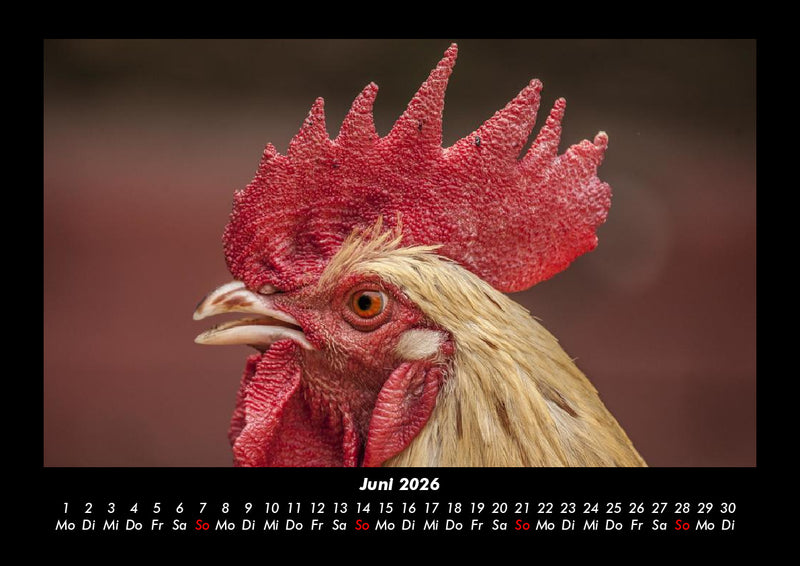 Tiere auf dem Bauernhof Fotokalender 2026 - 6