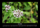 Blick in die Natur Fotokalender 2026 - 6