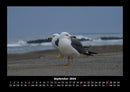 Möwen Fotokalender 2026 - 9
