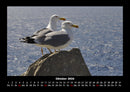 Möwen Fotokalender 2026 - 10