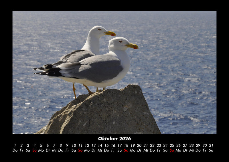 Möwen Fotokalender 2026 - 10