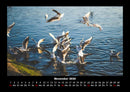 Möwen Fotokalender 2026 - 11