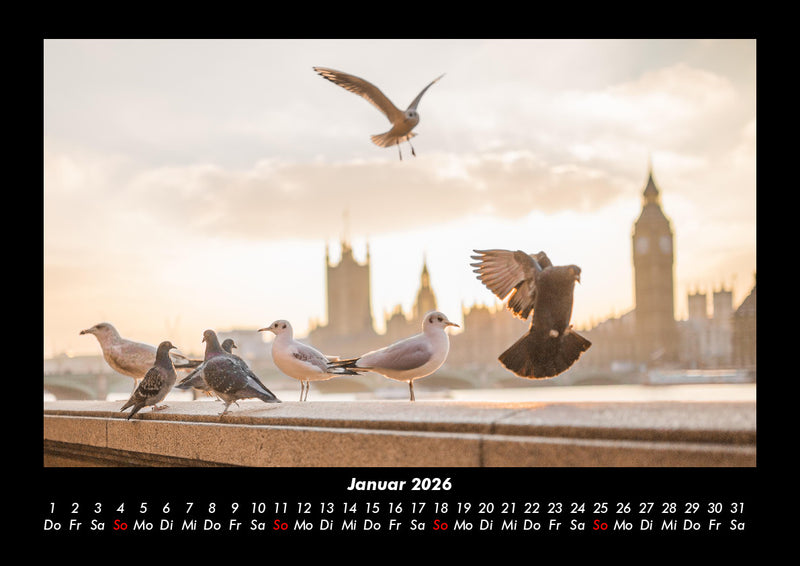 Möwen Fotokalender 2026 - 1