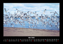 Möwen Fotokalender 2026 - 5