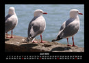 Möwen Fotokalender 2026 - 6